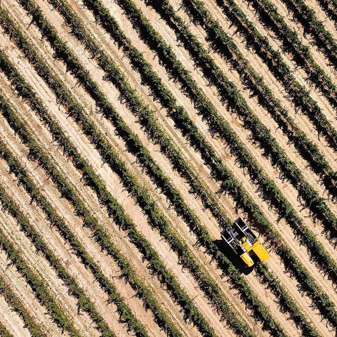 ボデガ・イニエスタの農場