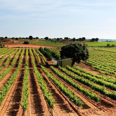 ボデガ・イニエスタ公式オンラインショップ | 【全6種セット】ティント・ブランコ・ロサード・ボバル・セレクション・プレミアム