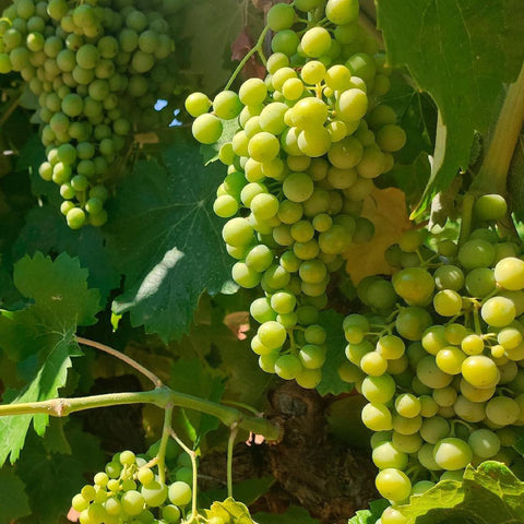 ボデガ・イニエスタ公式オンラインショップ | 【 6本セット / 12本セット 】コラソンロコ セレクション(赤) 750ml